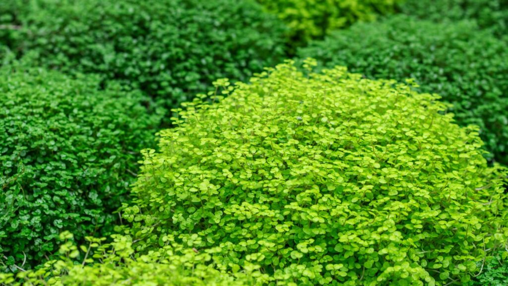 plantas_terrario_10