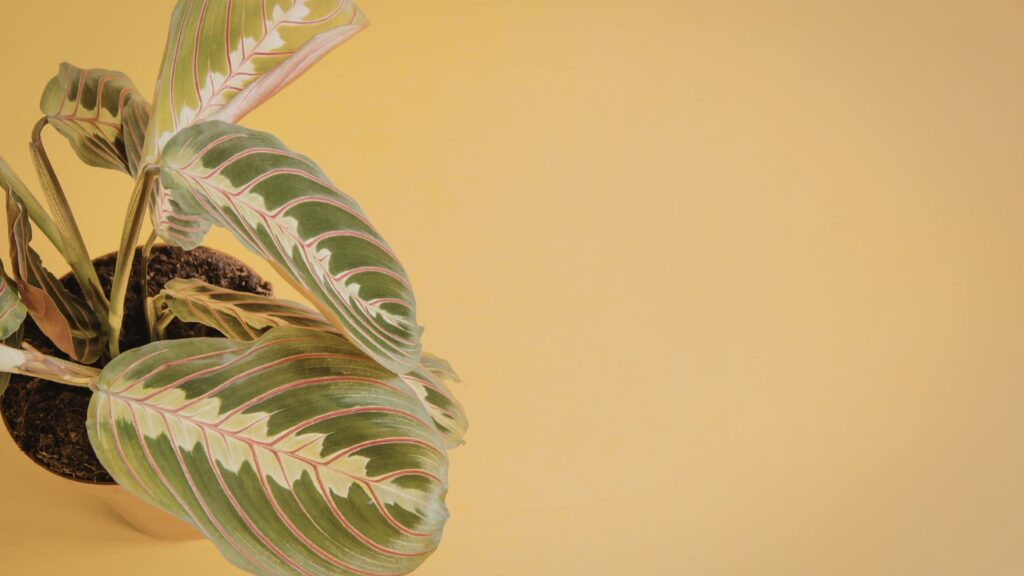 plantas_terrario_11