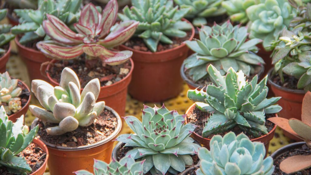 plantas_terrario_12