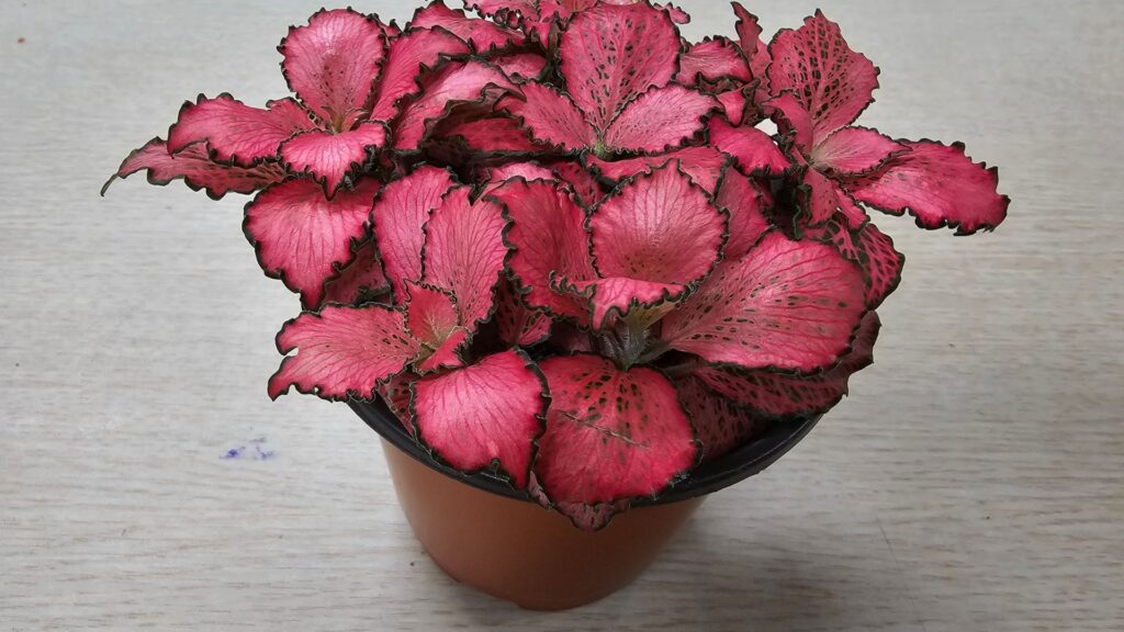 plantas_terrario_2