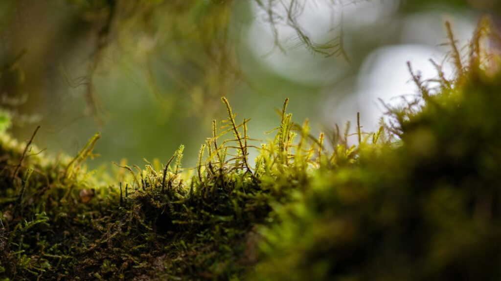 plantas_terrario_3