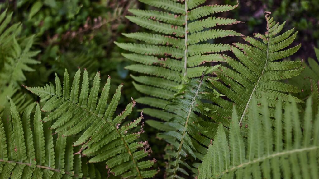 plantas_terrario_4