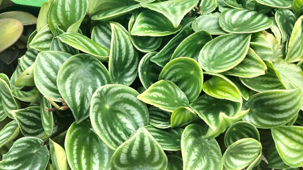 plantas_terrario_5