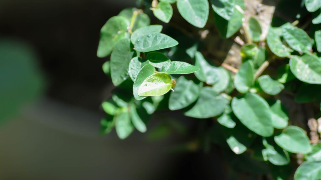 plantas_terrario_6