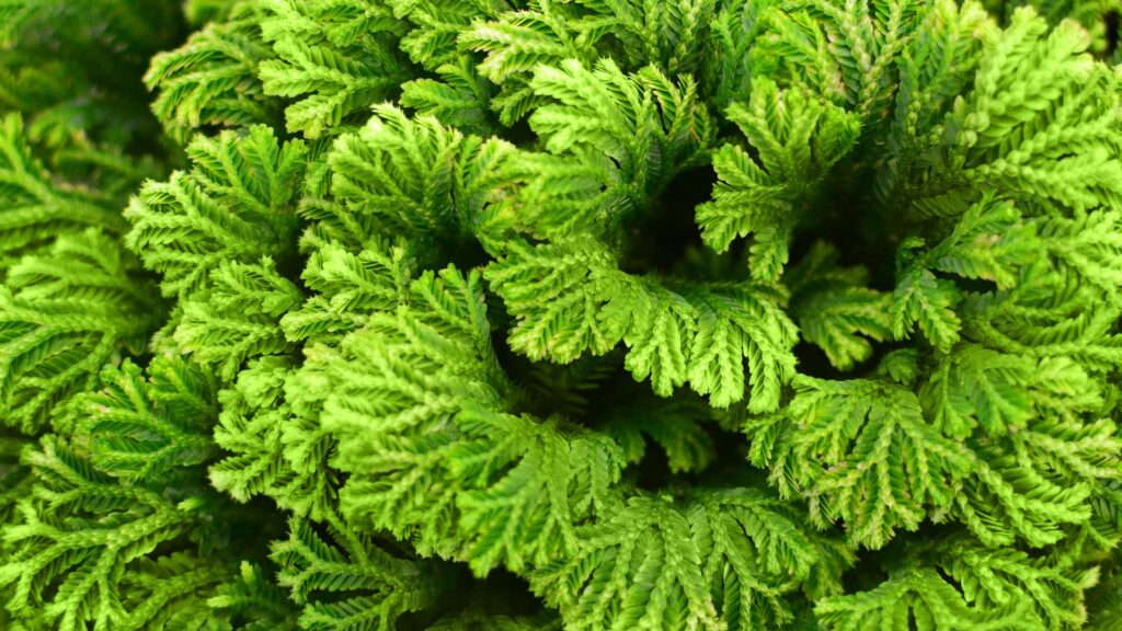 plantas_terrario_7