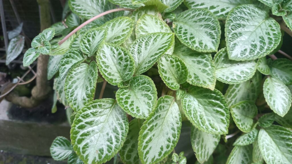 plantas_terrario_8