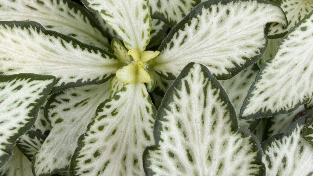 plantas_terrario_9