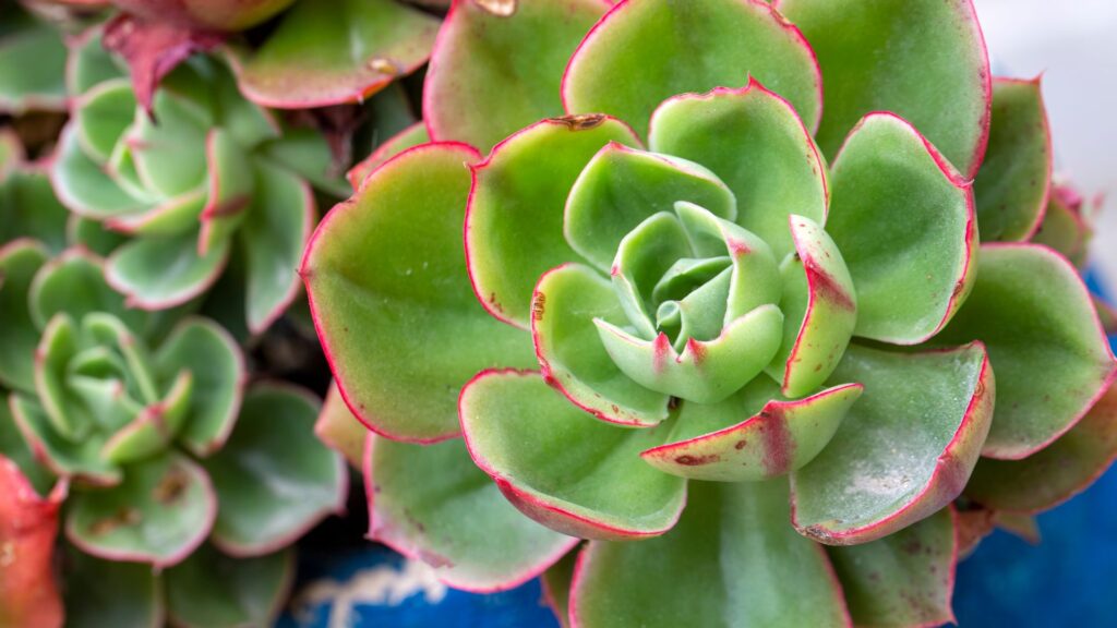 plantas_terrario_abierto_3