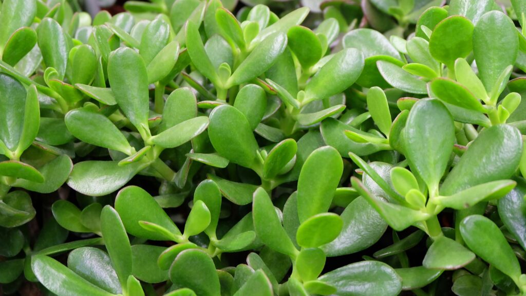 plantas_terrario_abierto_5