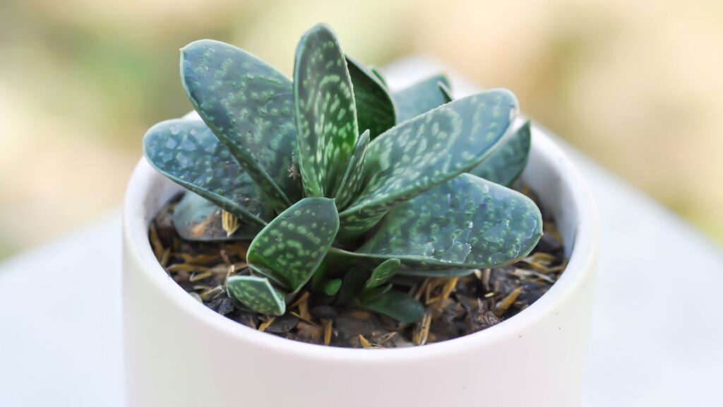 plantas_terrario_abierto_7