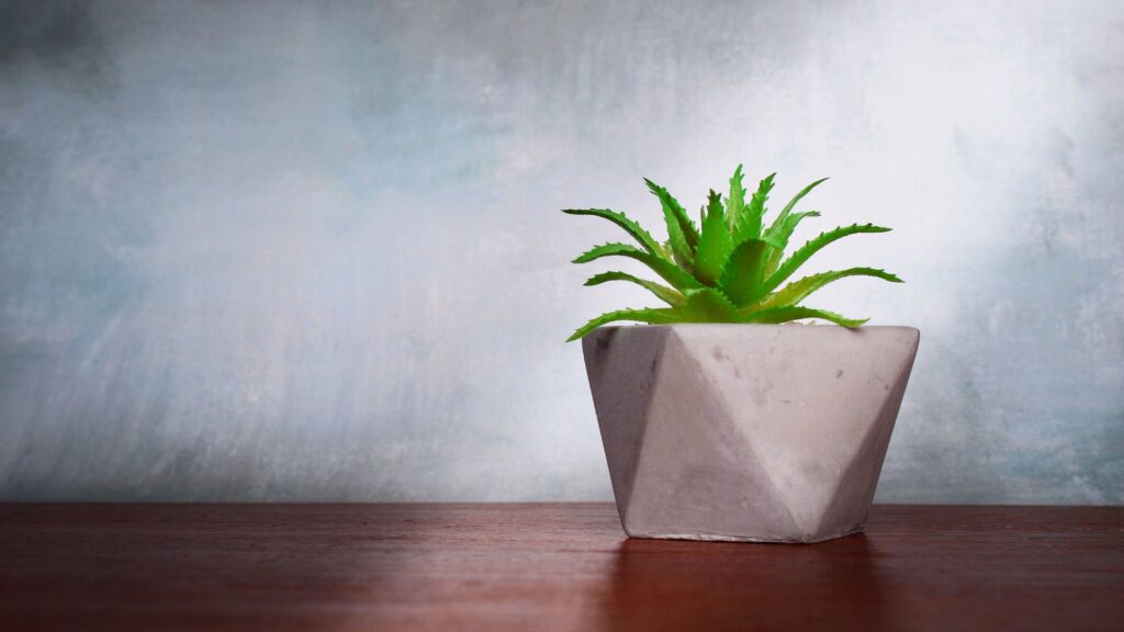 plantas_terrario_abierto_8