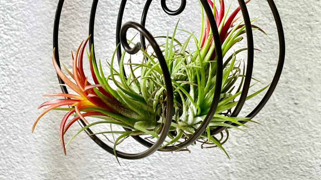 plantas_terrario_abierto_9