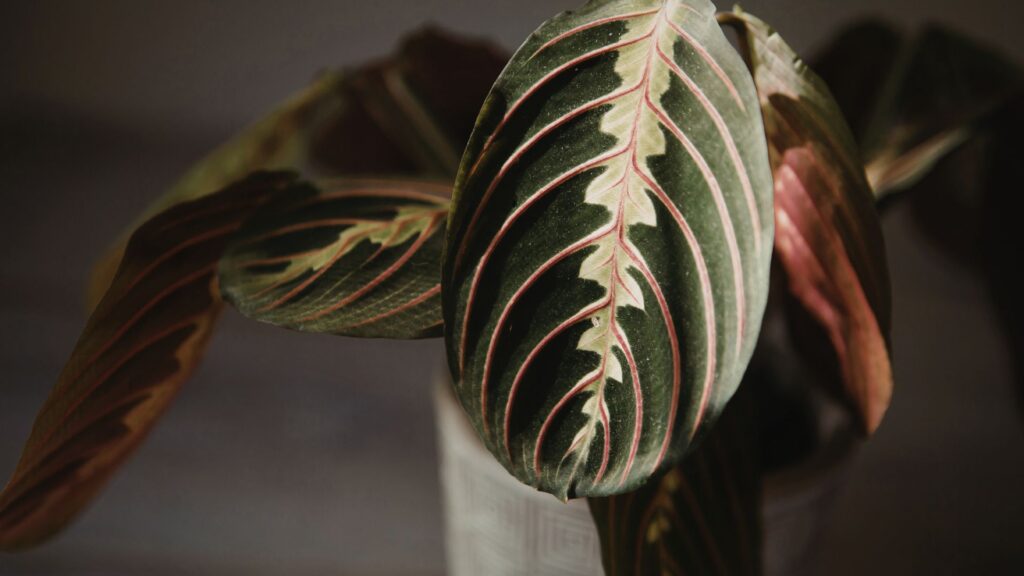 plantas_terrario_cerrado_11