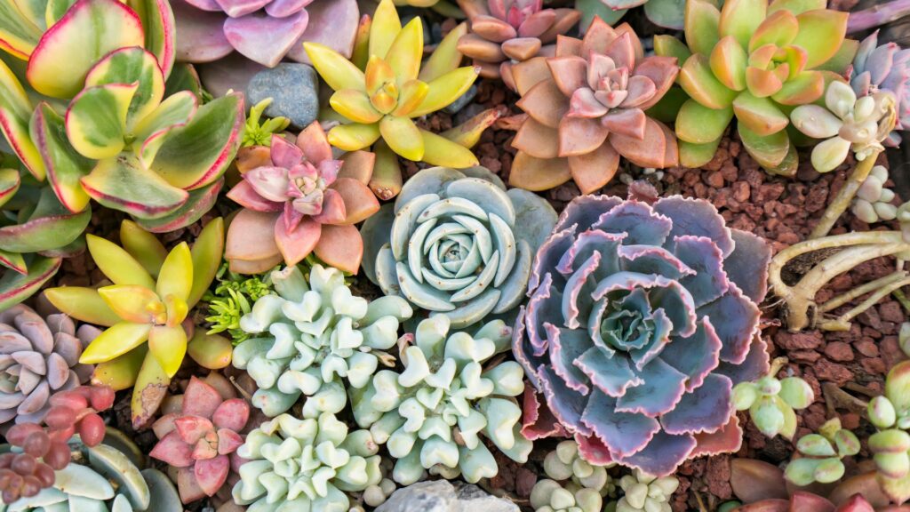 plantas_terrario_cerrado_13