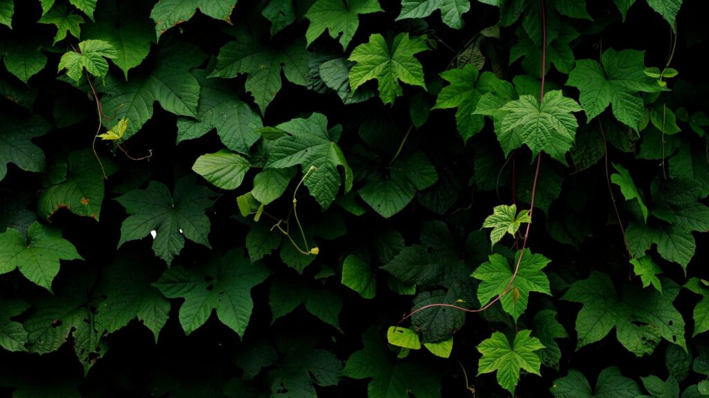 plantas_terrario_cerrado_15