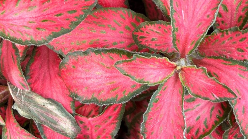 plantas_terrario_cerrado_2