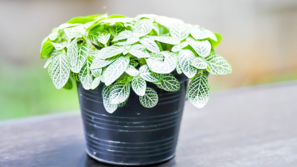 plantas_terrario_cerrado_22