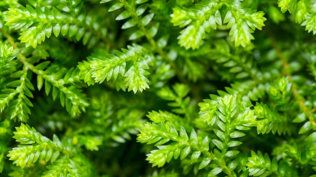 plantas_terrario_cerrado_23
