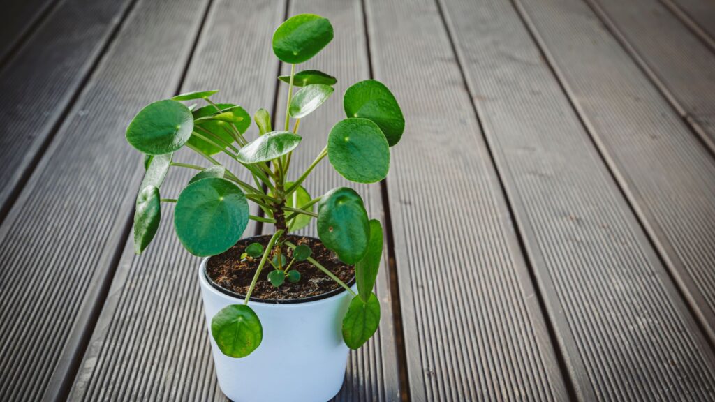 plantas_terrario_cerrado_24