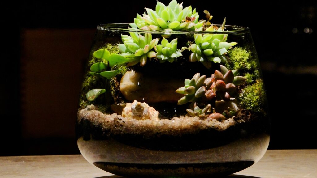 plantas_terrario_cerrado_25