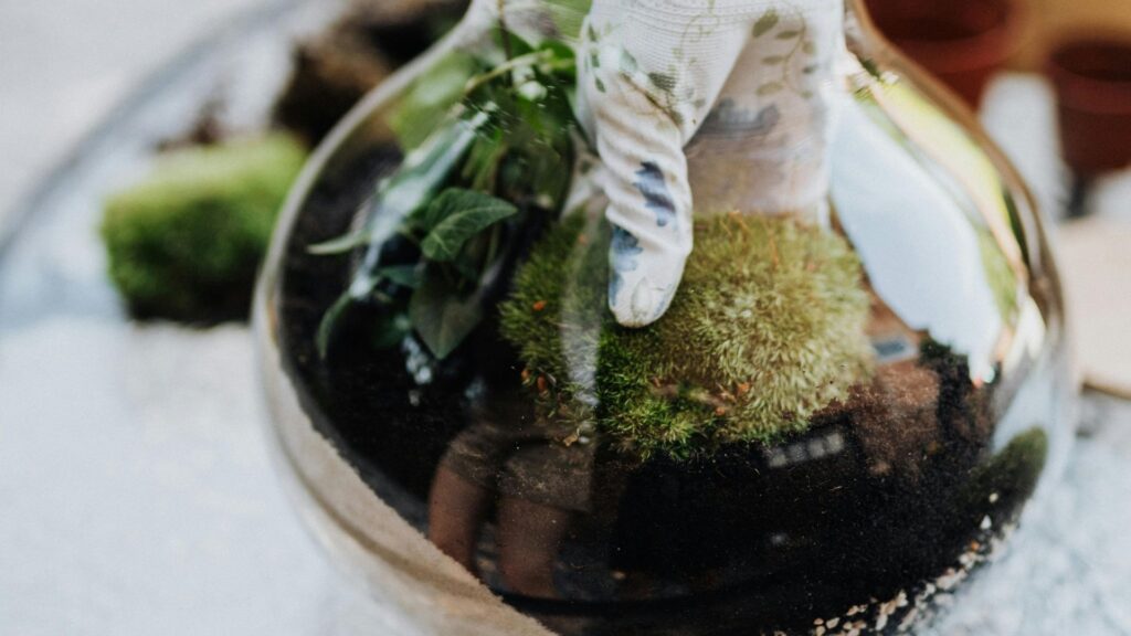 plantas_terrario_cerrado_3