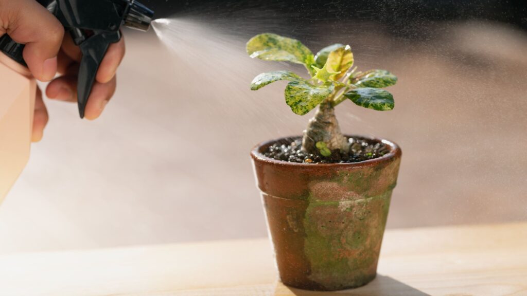 plantas_terrario_cerrado_31