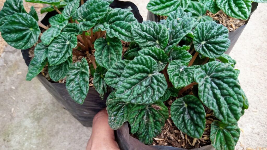 plantas_terrario_cerrado_5