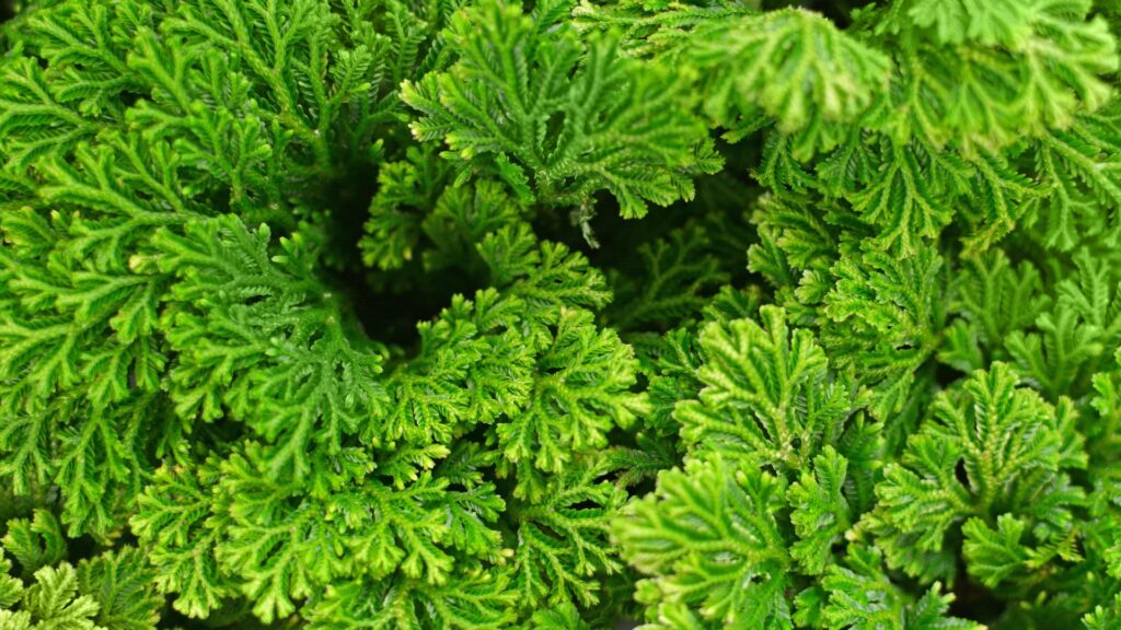 plantas_terrario_cerrado_6