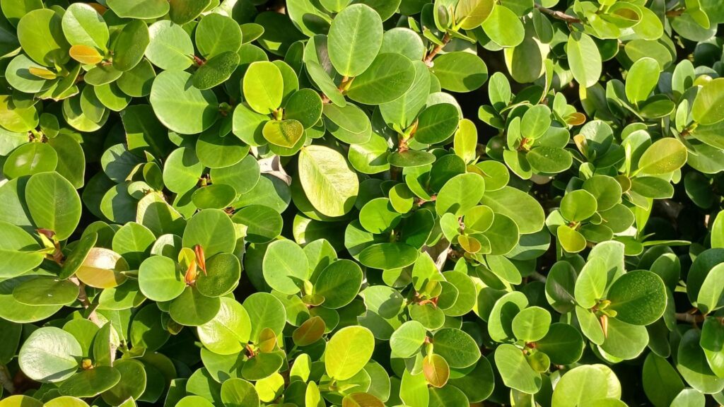 plantas_terrario_cerrado_7