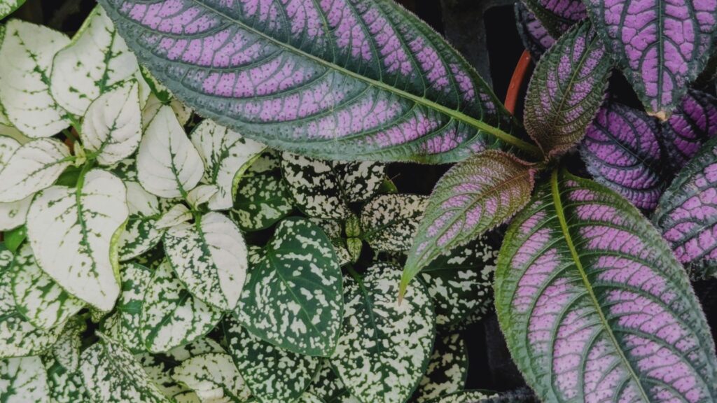plantas_terrario_cerrado_8