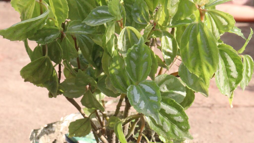 plantas_terrario_cerrado_9