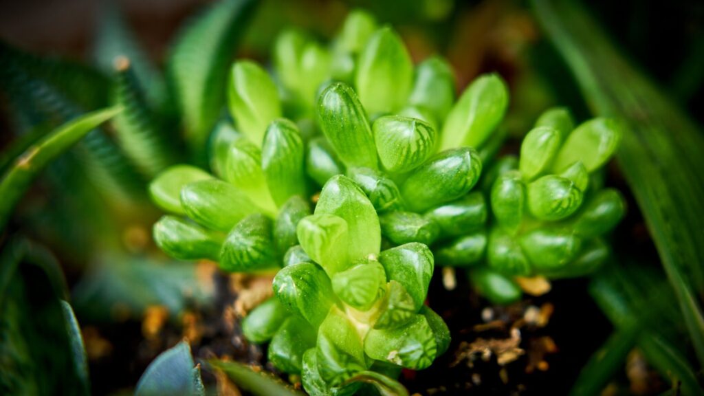 terrarios_plantas_11