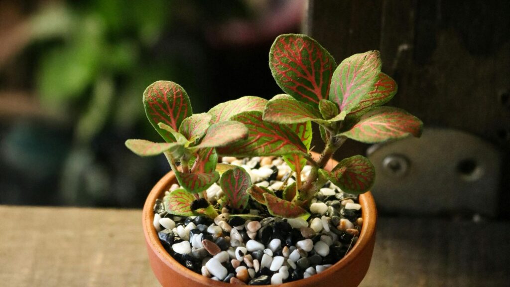 terrarios_plantas_12