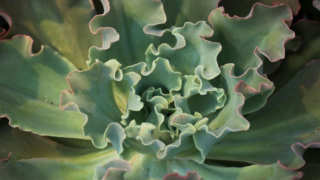 terrarios_plantas_16