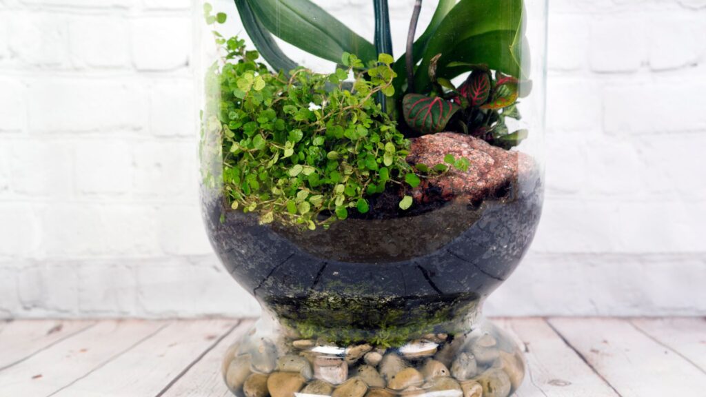 terrarios_plantas_4